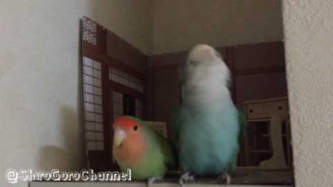 Japanese style room for parrots