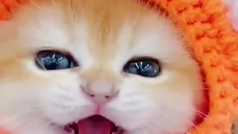 Cute cat