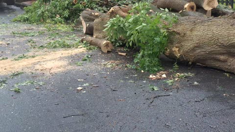 Cool crane removing a tree from a backyard after the storm(see caught in a crazy storm video)