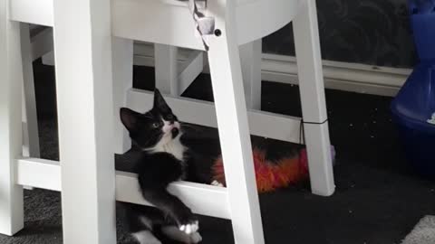 Black and white kitten playing