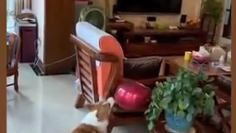 Corgi Playing with a Balloon Until it Bursts