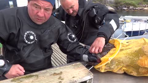 Fish eats diver's hand!