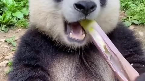 Cute panda loves to eat BAMBOO