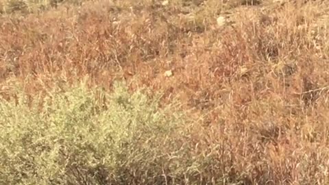 Hundreds of Elk Run Across Colorado Road