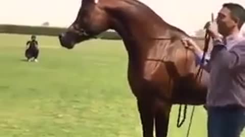 Funny videos about horses - Try not to laugh