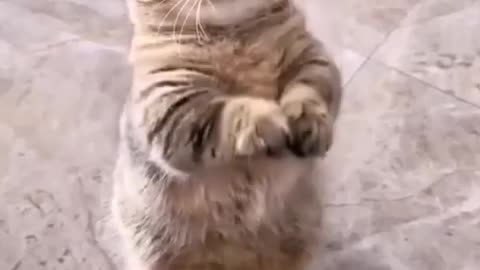 Funny Animal Videos 2024 Best Dogs And Cats Videos 😺😍 1