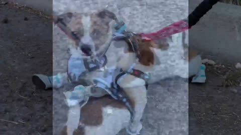 Funny puppy shows off his new shoes!