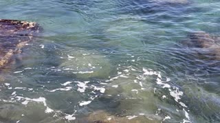 A Little Sea Turtle Trying to get on a Rock