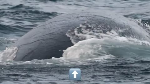 Whales live far away in the sea