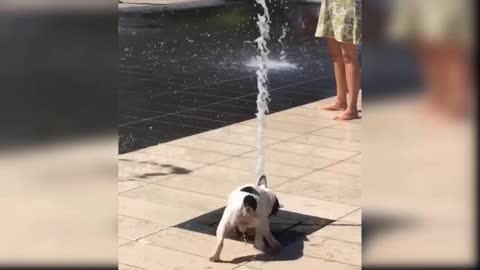 cute baby Dog playing, cute Dog playing with shower in public place