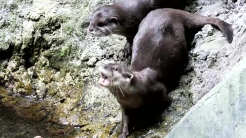 Otter Animal World