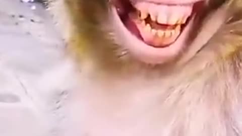 Trending monkey laughing