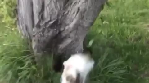 Cat runs toward tree and fails