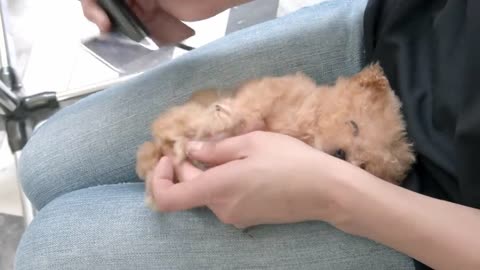 A very small puppy grooming for the first time at 3 months of age (Toy Poodle