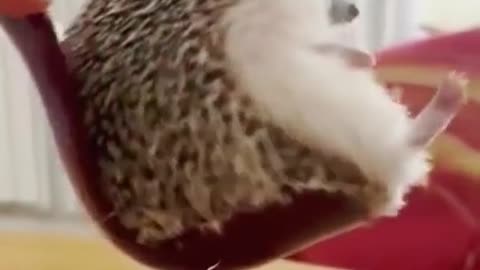 CUTE AND FUNNY HEDGEHOG 😁😆😅