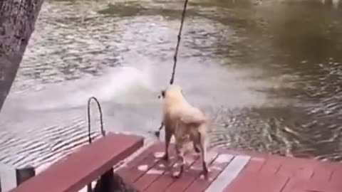 loyal dog jumps in water to save the owner..