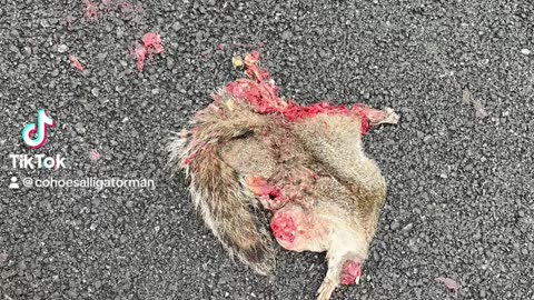 https://en.wikipedia.org/wiki/Squirrel Dead ☠️ squirrel 🐿️ kill car 🚘