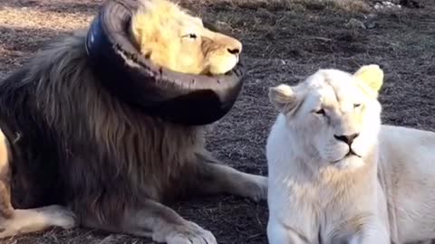 Lion Funny Viral Video