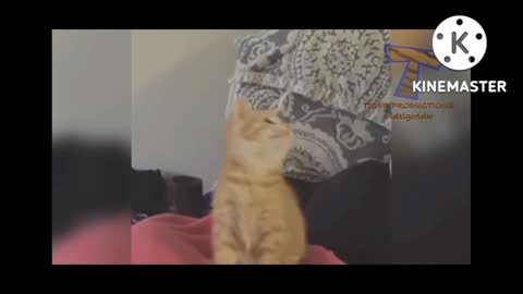 Cat funny videos