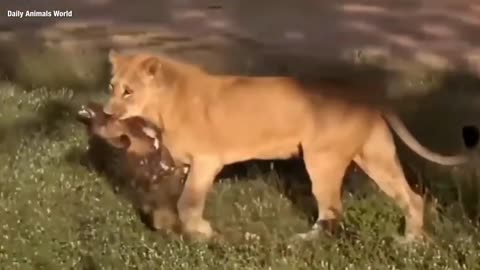 Best Wild animal Attacks Dogs vs Animals