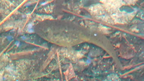 Tadpole