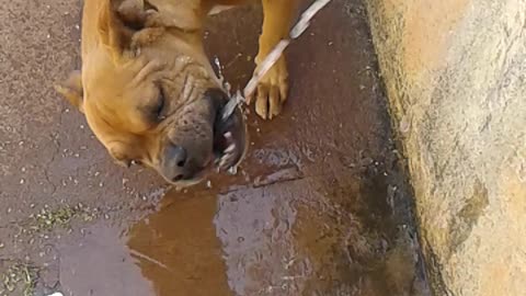 dog drinking water straight from the tap