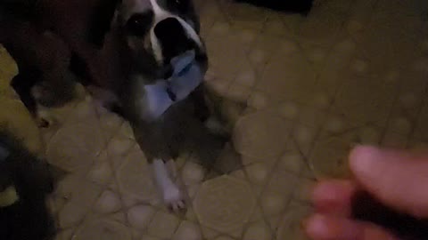 Boxer skillz