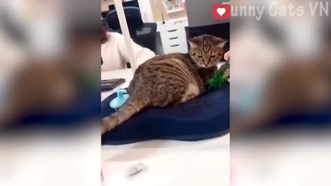 Cats random funny videos 😂😂