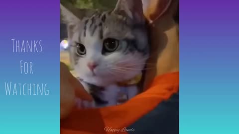 Cute Cat hugs and does not want to leave his Master😊😊 | part 27 |