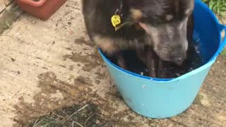 Goofy Dog Climbs Into Water Bucket, Hilariously Falls Over