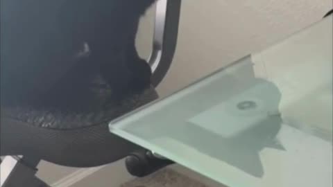 Cute Precious Piper Checks Out the Work on the Desk - Adopting a Cat from a Shelter Vlog #shorts