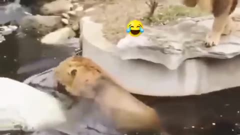 two lions funny moment