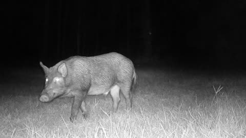 Fawn's, Hog's & More, TX Night Hog's & Deer Weekly 8/31/24