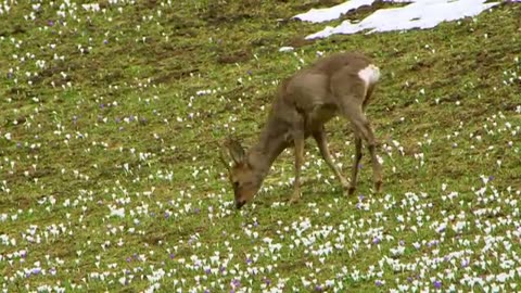 The Swiss Alps: Wild Animal Paradise | Free Documentary Nature