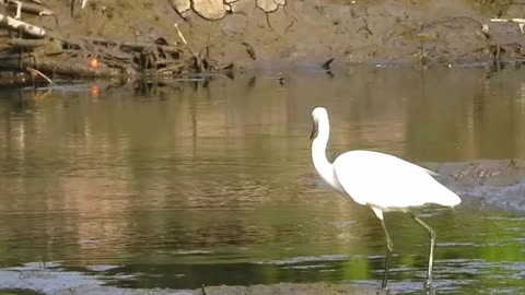 Little egret birds