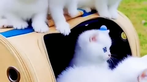 Little White cats with blue eyes