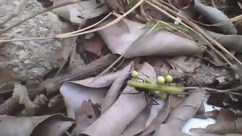 Cutting ant carrying a small branch of plant, this one is strong! [Nature & Animals]