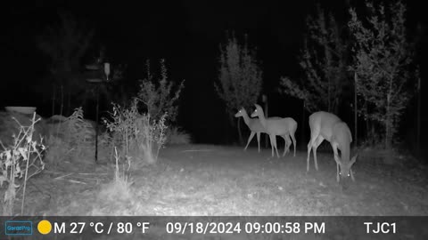 Deer - Raccoon Encounters