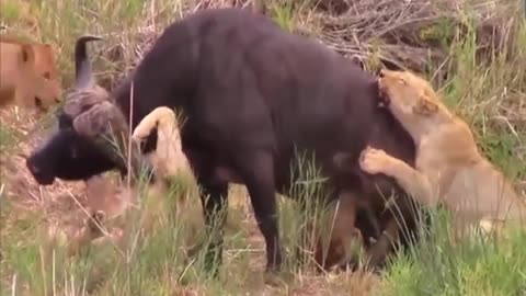 lions attacks strong buffalo and the strong buffalo tearing lion hand, is heartbreaking