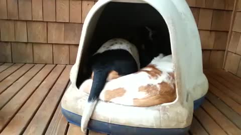 Woman Spots Her Dogs Sleeping and Films Hilarious Surprise