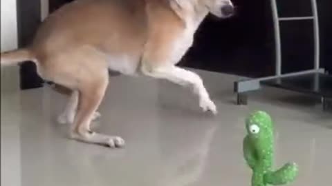 Dogs React to Talking Cactus Toy