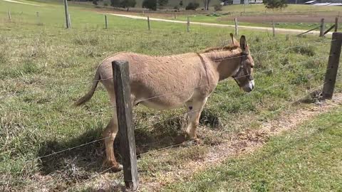 Funny Donkey Videos Funny Animals Videos