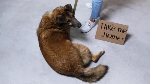 Dog Lying on the Floor Next to Sign Saying Take Me Home sitting