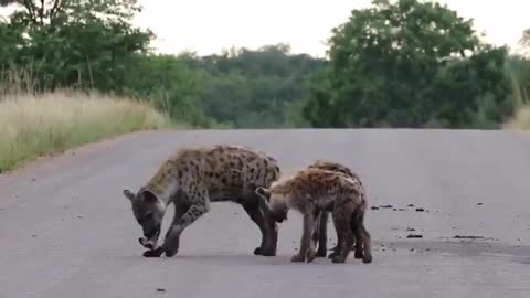 Hyenas