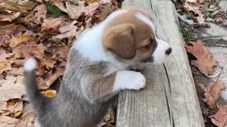 Corgi Pup Disapproves of Tall Step