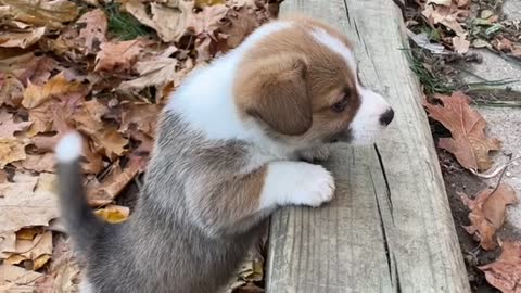 Corgi Pup Disapproves of Tall Step