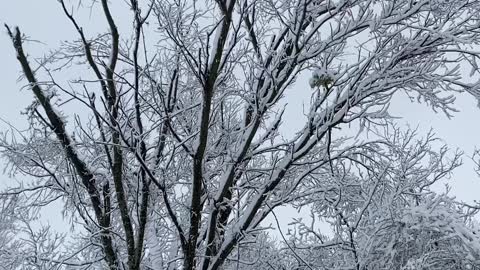 Snowy Woods