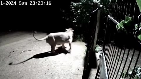 A viral video from Gujarat's Amreli shows an intense battle between dogs and lions.