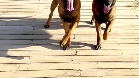 Dogs Love to Dance #MalinoisMaoDou #MyAdorablePet #DogTraining