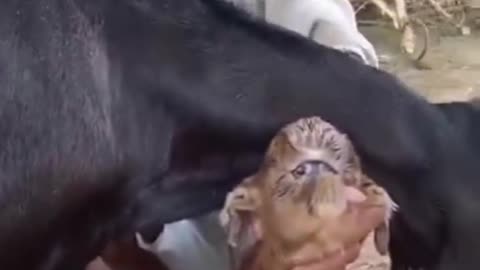 Goat with an alien face born in village in India